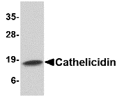 a05475 camp primary antibodies wb testing 1