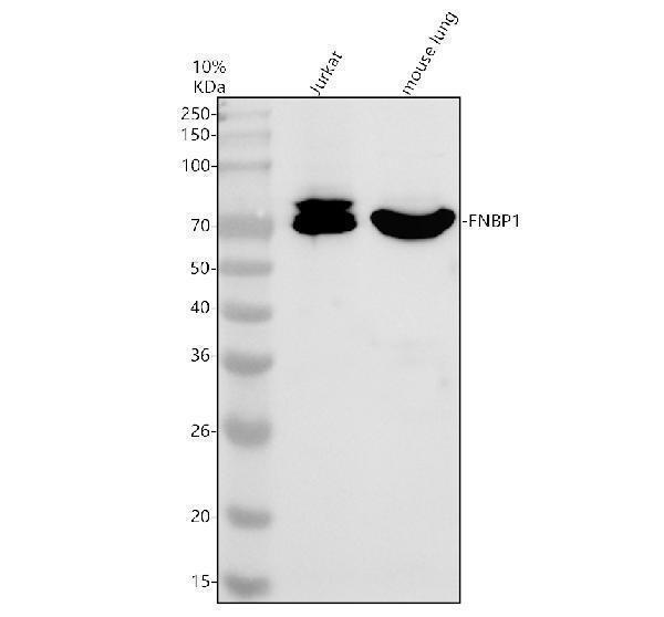 a05477 3 fnbp1 primary antibodies wb testing 1