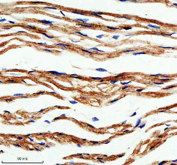 a05479 1 plin5 primary antibodies ihc testing 3