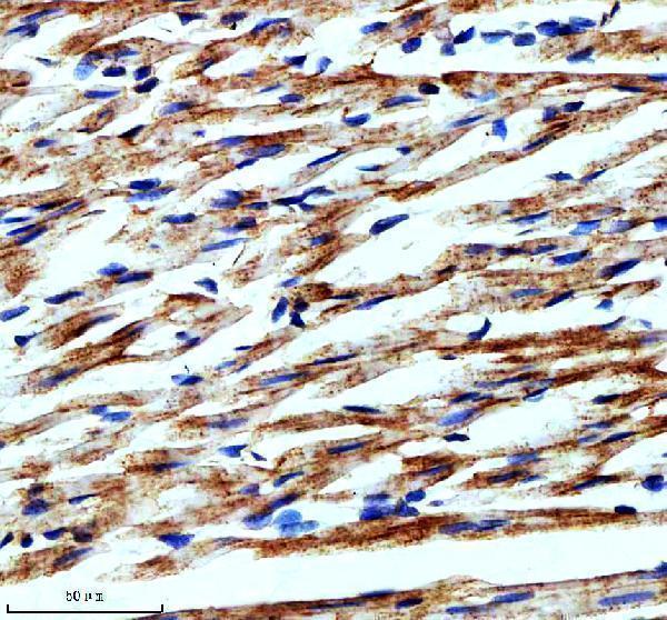 a05479 1 plin5 primary antibodies ihc testing 4