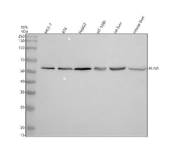 Western blot analysis of PLIN5 using anti-PLIN5 antibody (A05479-1)