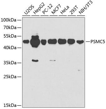 Western blot analysis of extracts of various cell lines, using PSMC5 antibody  at 1:1000 dilution
