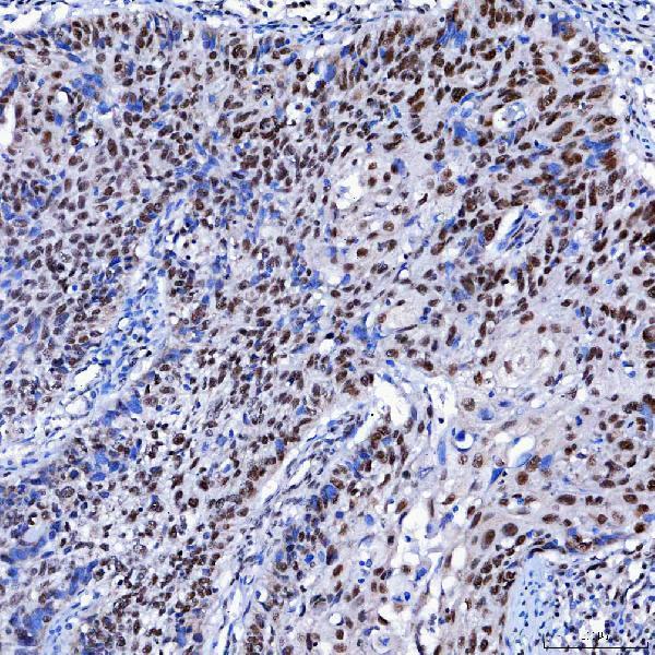 a05483 1 sf3a1 primary antibodies ihc testing 4