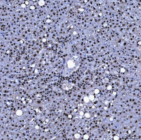 a05483 1 sf3a1 primary antibodies ihc testing 5