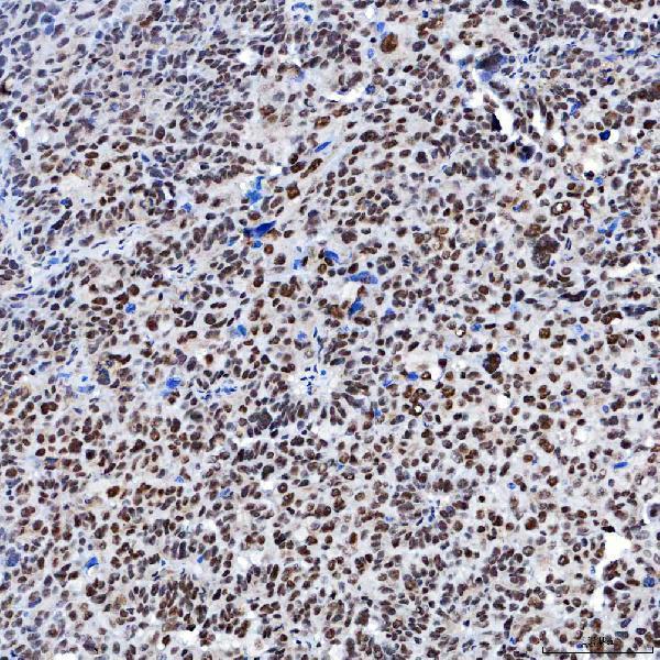 a05483 1 sf3a1 primary antibodies ihc testing 7