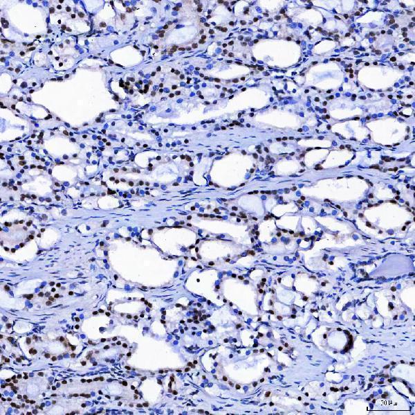 a05483 1 sf3a1 primary antibodies ihc testing 8