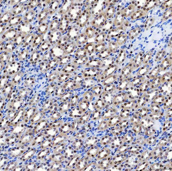 a05483 1 sf3a1 primary antibodies ihc testing 9