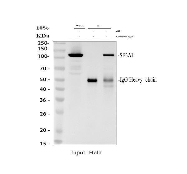 a05483 1 sf3a1 primary antibodies ip testing 1