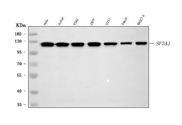  Western blot analysis of SF3A1 using anti-SF3A1 antibody (A05483-1)