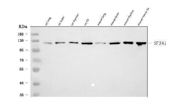 Western blot analysis of SF3A1 using anti-SF3A1 antibody (A05483-1)