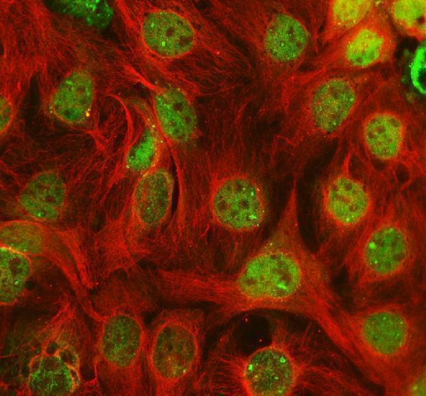 a05485 2 prm7 primary antibodies if testing 1