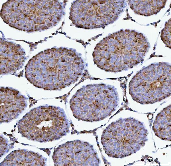 a05485 2 prm7 primary antibodies ihc testing 4