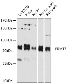 a05485 prmt7 primary antiboties wb testing 1