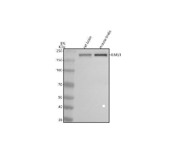  Western blot analysis of RIM1/RIMS1 using anti-RIM1/RIMS1 antibody (A05490)