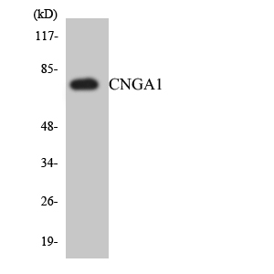 a05494 1 cnga1 primary antibodies wb testing 1