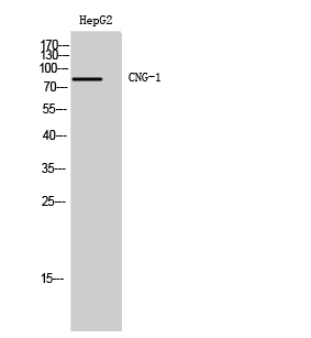 a05494 1 cnga1 primary antibodies wb testing 2