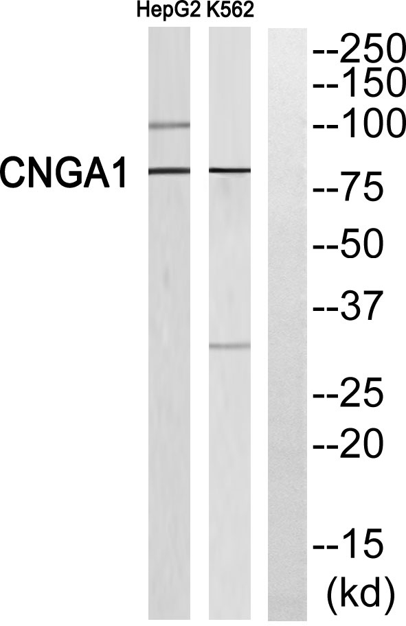 a05494 1 cnga1 primary antibodies wb testing 3