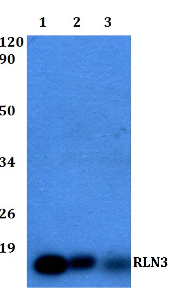 Western blot (WB) analysis of RLN3 polyclonal antibody at 1:500 dilution
Lane1:Hela whole cell lysate
Lane2:HEK293T whole cell lysate 
Lane3:Raw264