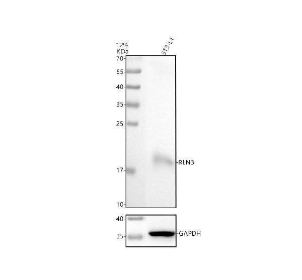 Western blot analysis of RLN3 using anti-RLN3 antibody (A05495-2)