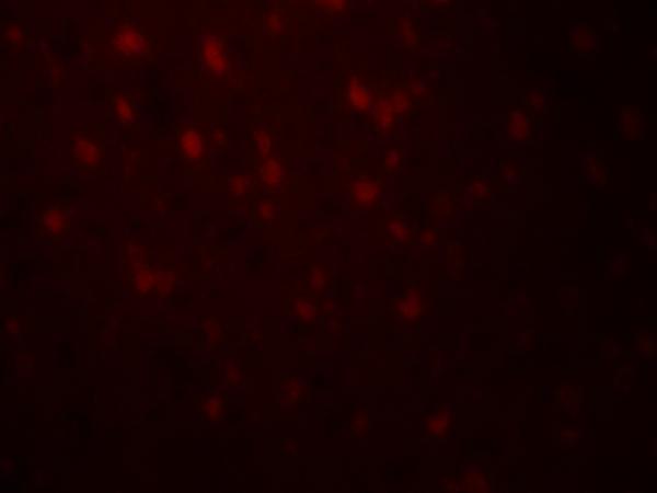 Immunofluorescence of RLN3 in human brain tissue with RLN3 antibody at 20 μg/mL