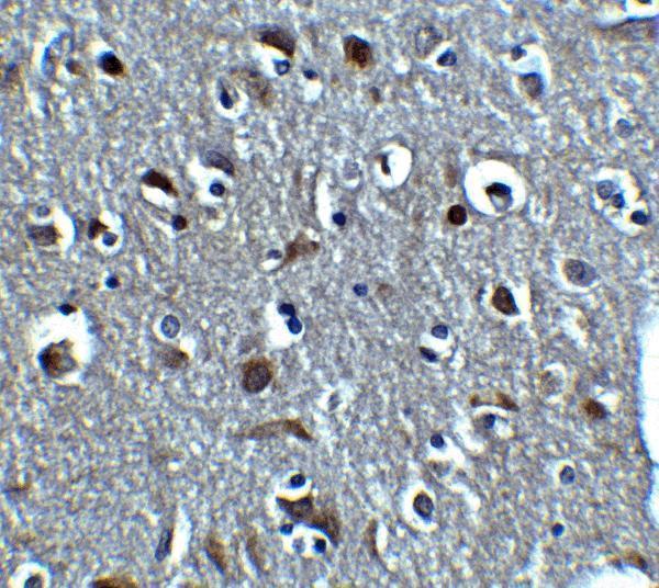 Immunohistochemistry of RLN3 in human brain tissue with RLN3 antibody at 5 μg/mL
