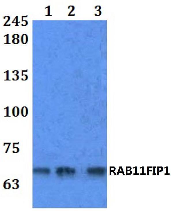 a05496 rab11fip1 primary antiboties wb testing 1
