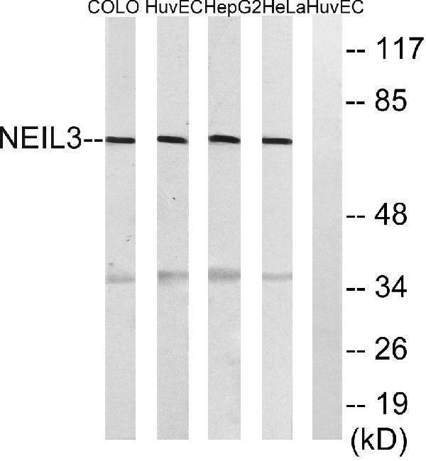 Western blot analysis of lysates from HeLa, HepG2, HUVEC, and COLO cells, using NEIL3 Antibody