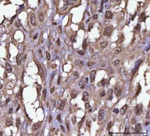 a05497 4 neil3 primary antibodies ihc testing 4