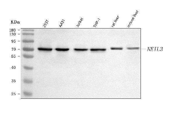  Western blot analysis of NEIL3 using anti-NEIL3 antibody (A05497-4)
