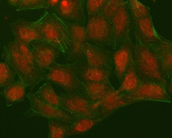 a05498 2 nudt15 primary antibodies if testing 2