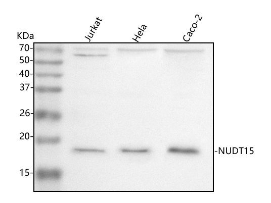 a05498 2 nudt15 primary antibodies wb testing 1