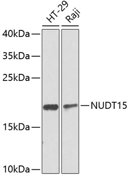 a05498 nudt15 primary antiboties wb testing 1