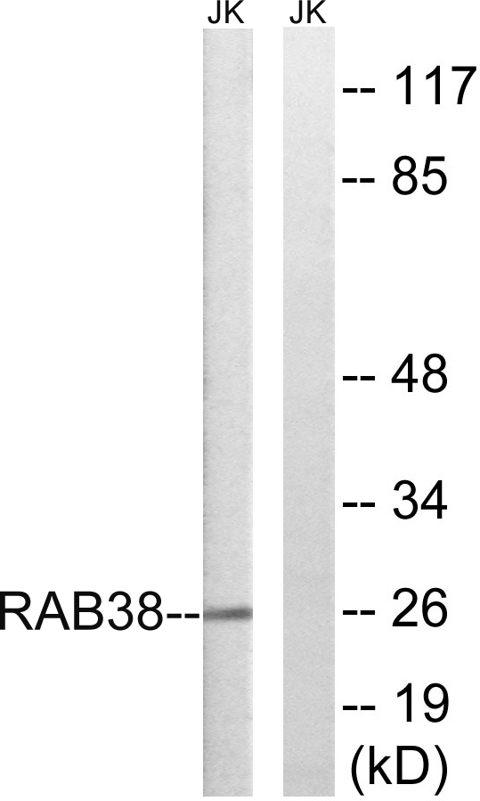 a05500 rab38 primary antibodies wb testing 2