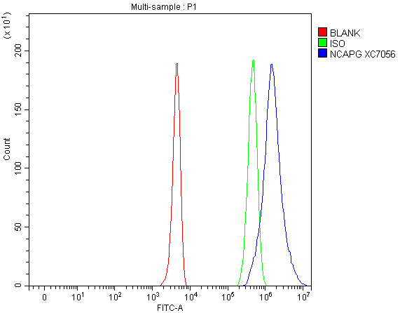a05501 1 ncapg primary antibodies fcm testing 1