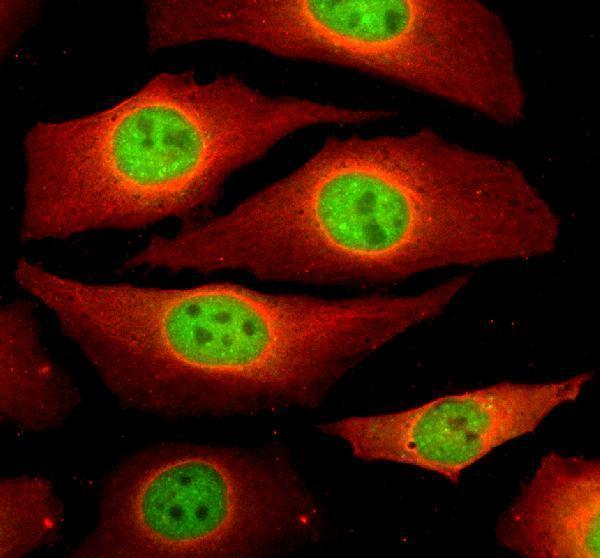 a05501 1 ncapg primary antibodies if testing 1