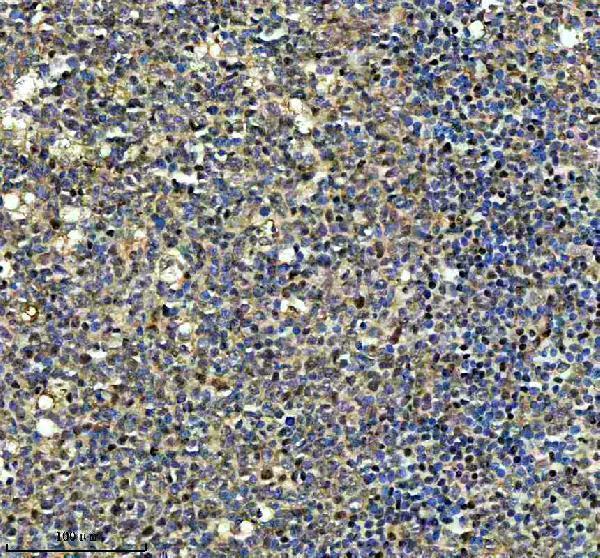 a05501 1 ncapg primary antibodies ihc testing 1