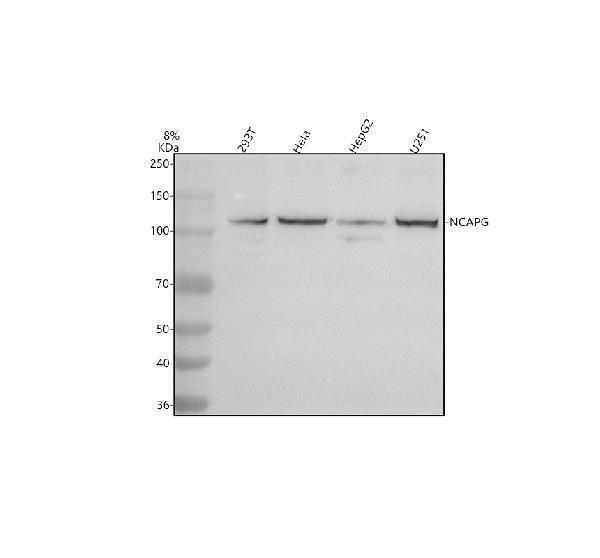 a05501 1 ncapg primary antibodies wb testing 1