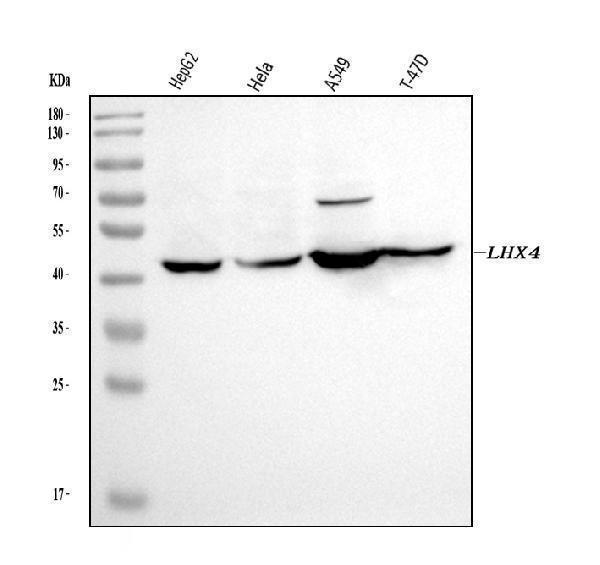  Western blot analysis of LHX4 using anti-LHX4 antibody (A05503-1)
