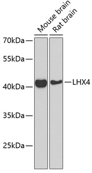 Western blot analysis of extracts of various cell lines, using LHX4 Antibody  at 1:1000 dilution