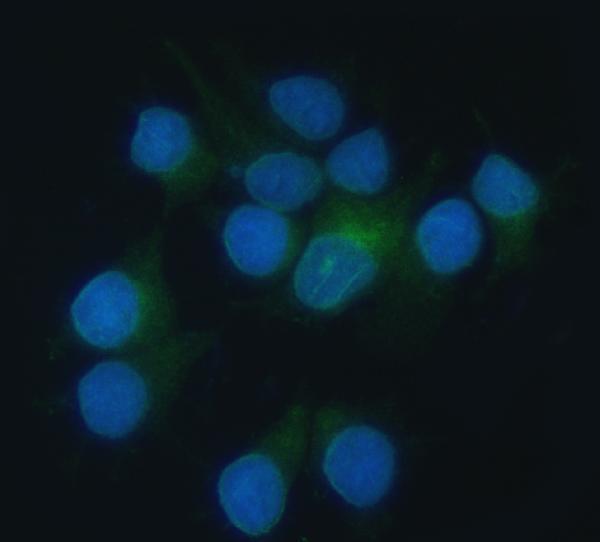 a05506 2 hmox2 primary antibodies if testing 5