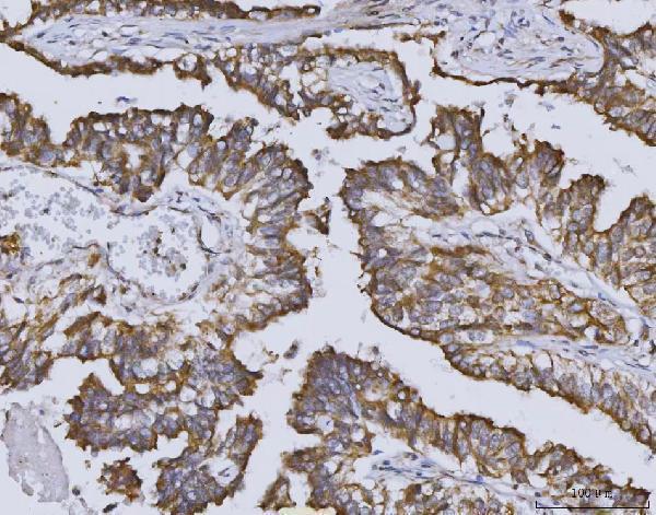 IHC analysis of Heme oxygenase 2/HMOX2 using anti-Heme oxygenase 2/HMOX2 antibody (A05506-2)