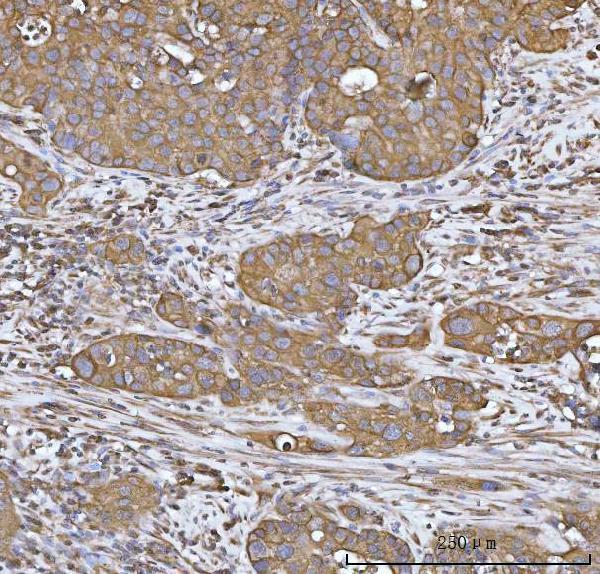  IHC analysis of Heme oxygenase 2/HMOX2 using anti-Heme oxygenase 2/HMOX2 antibody (A05506-2)