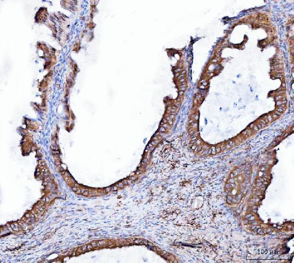 a05506 2 hmox2 primary antibodies ihc testing 4
