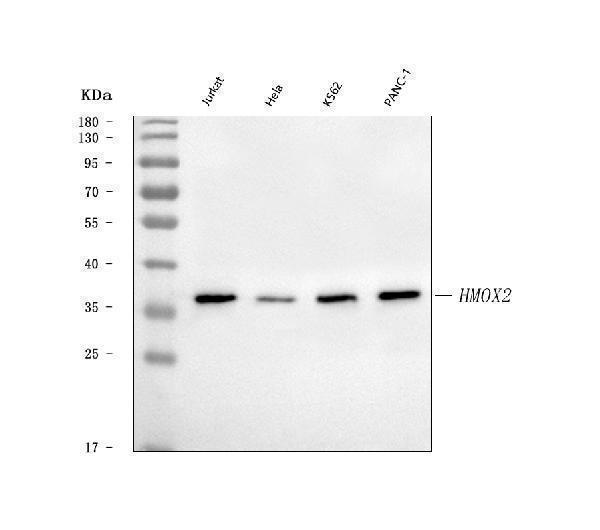  Western blot analysis of Heme oxygenase 2/HMOX2 using anti-Heme oxygenase 2/HMOX2 antibody (A05506-2)