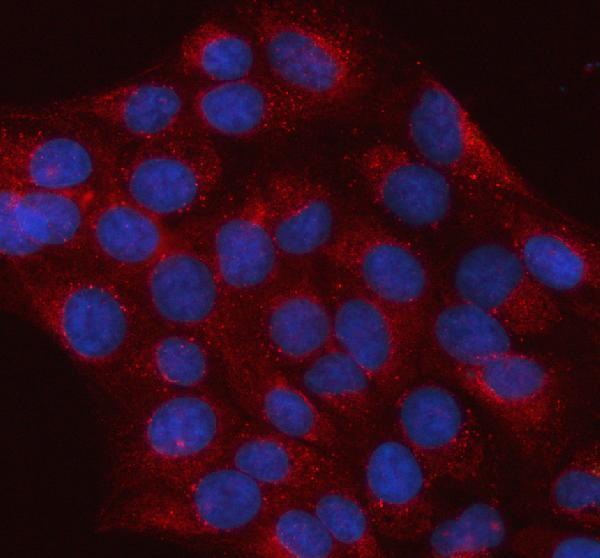 a05507 2 ist1 primary antibodies if testing 10