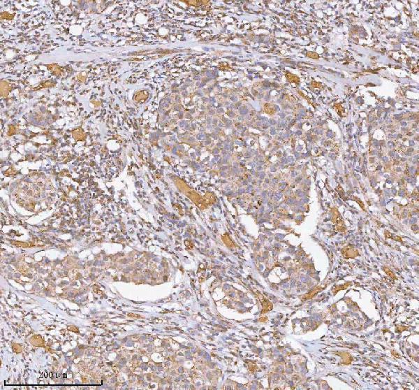  IHC analysis of HIST1/IST1 using anti-HIST1/IST1 antibody (A05507-2)