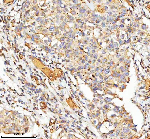  IHC analysis of HIST1/IST1 using anti-HIST1/IST1 antibody (A05507-2)