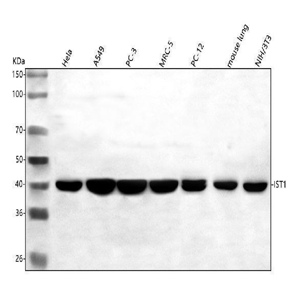  Western blot analysis of HIST1/IST1 using anti-HIST1/IST1 antibody (A05507-2)