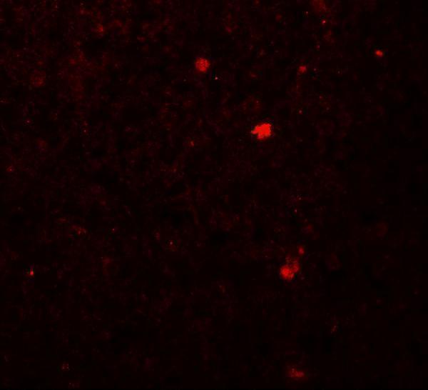Immunofluorescence of LAMTOR2 in human spleen tissue with LAMTOR2 antibody at 20 μg/mL