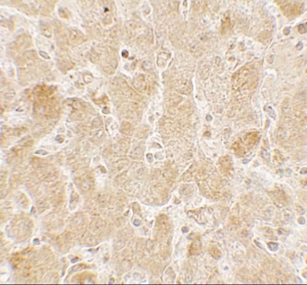 Immunohistochemistry of LAMTOR2 in human spleen tissue with LAMTOR2 antibody at 5 μg/mL